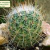 Thelocactus _conothelos _ssp.argenteus _SB311 _01